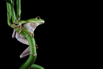 White-lipped tree frog (Litoria infrafrenata) on green leaves