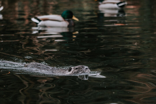 Nutria in water in Parco del Valentino, Turin, Italy