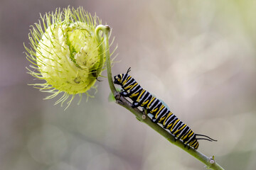 Wanderer Butterfly larvae feeding on  Narrow-leaf Cotton Bush