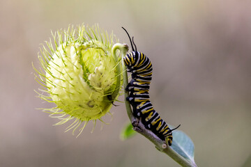 Wanderer Butterfly larvae feeding on  Narrow-leaf Cotton Bush