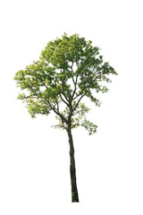 Fototapeta premium green tree side view isolated on white background for landscape and architecture layout drawing, elements for environment and garden
