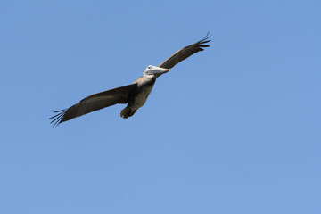 Brown Pelican Surges Upward and Makes a Right Turn with Fully Extended Wings
