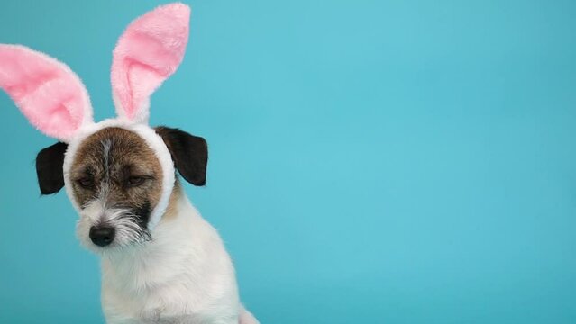 Close-up portrait Jack Russell terrier dog in bunny ears on blue background.  Happy Easter concept.
