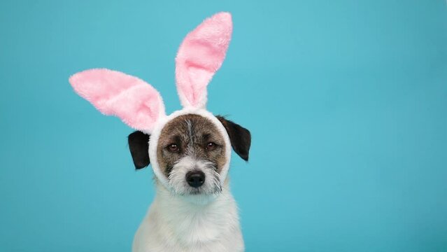 Easter is a Traditional catholic holiday. Close-up  portrait Jack Russell terrier dog in bunny ears on blue background.  