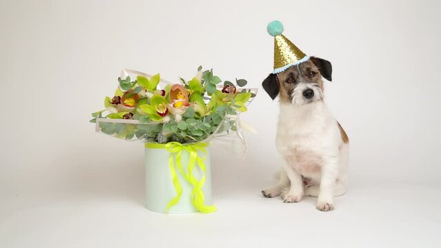 A charming dog in a carnival cap poses next to a stylish bouquet of flowers on a white background. Happy birthday concept.