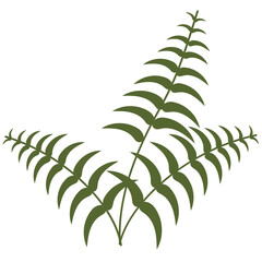 fern leaf isolated on white