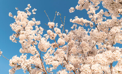 Spring White Cherry Blossom Tree