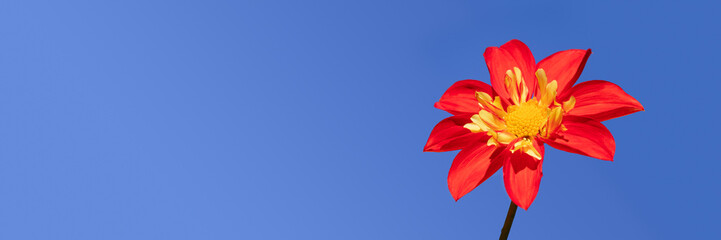 A Panorama of a Single Red Collarette Dahlia with Yellow center and red petals against a cloudless blue sky with space for copy