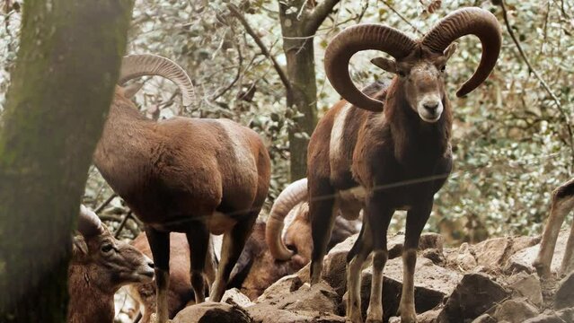 Wild Bighorn Sheep Ram Male, animal in untouched nature, mouflon in forest, wild sheep wildlife