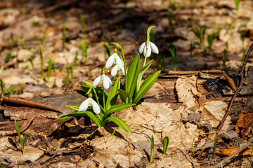 White snowdrop flowers (Galanthus nivalis) in a spring forest