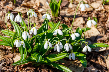 White snowdrop flowers (Galanthus nivalis) in a spring forest