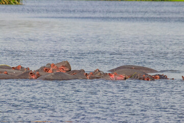 Group of hippos (Hippopotamus amphibius) in a lake in Ngorongoro Crater national park, Tanzania