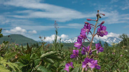Chamaenerion angustifolium - willow herb blooms in the meadow. Inflorescence of lilac flowers on a long stem. There is green grass around. Soft background - blue sky, snow-capped mountains. Kamchatka