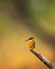 common kingfisher or Alcedo atthis small colorful bird portrait with natural green background perched on branch at keoladeo national park or bharatpur bird sanctuary rajasthan india