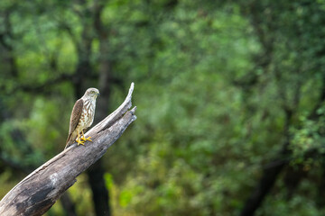 Shikra or Accipiter badius or little banded goshawk bird portrait perched in natural green background in outdoor wildlife safari at ranthambore national park india