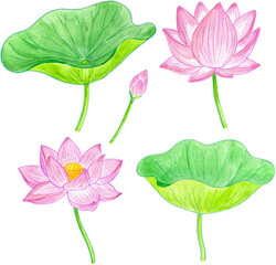 蓮の花と葉、つぼみのイラストセット