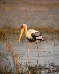 painted storks or Mycteria leucocephala adult bird portrait in golden hour winter morning sunrise light at keoladeo national park or bharatpur bird sanctuary rajasthan india