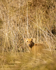 Indian hog deer or Axis porcinus portrait with eye contact at dhikala zone of jim corbett national park or forest uttarakhand india asia