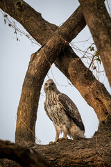 changeable or crested hawk eagle portrait with eye contact perched on tree in natural wood frame at...