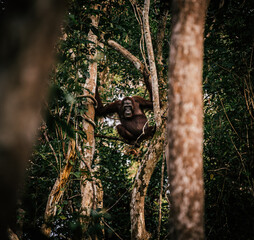 orangutang watching us fixedly caught from lianas in tanjung puting national park