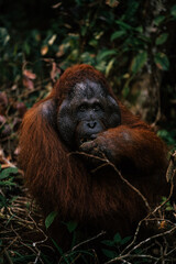 Orangutang feeding on bananas in tanjung puting national park , Borneo