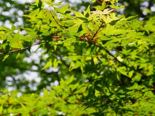 楓の葉の緑