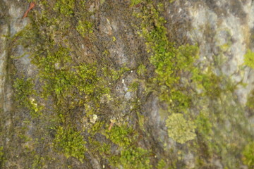 lichen on stone