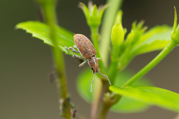 Weevil insect on a leaf