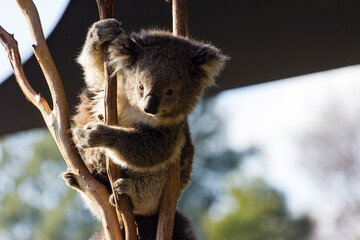 Koala in tree at sunset