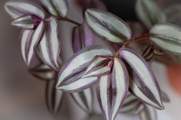 Inchplant - A purple and white plant