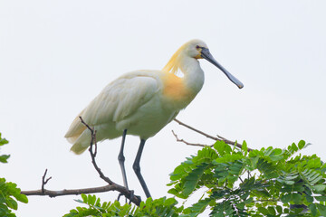 Eurasian spoonbill at ranganathittu bird sanctuary