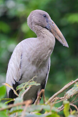 openbill at ranganathittu bird sanctuary