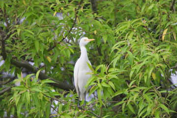 Egret at ranganathittu bird sanctuary