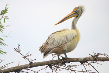 Spotted -billed pelican at Ranganathittu bird sanctuary