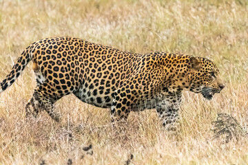 A wild Leopard at a Jungle in Bandipur, India