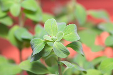 close up of a marjoram herb plant
