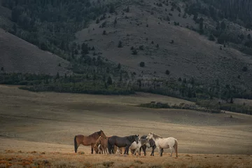 Fotobehang Wild Horse Sanctuary  © Terri Cage 