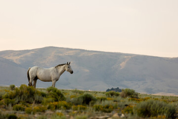 Obraz na płótnie Canvas Wild Horse Sanctuary 