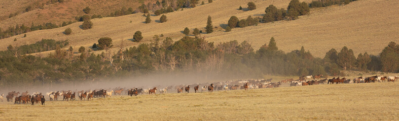 Obraz premium Wild Horse Sanctuary 