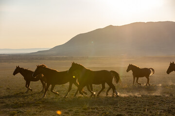 Fototapeta na wymiar Wild Horse Sanctuary 