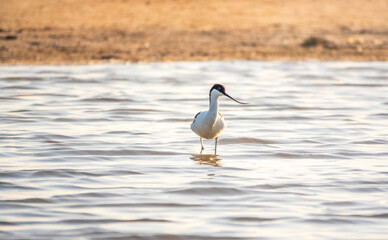 Water bird pied avocet, Recurvirostra avosetta, feeding in the lake. The pied avocet is a large...