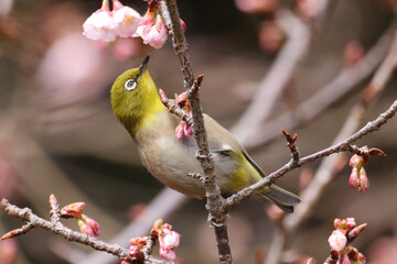 遊んでいるメジロの写真