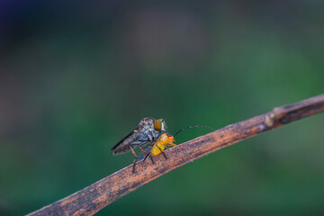 mini robberfly with blur background
robberfly with green background and bokeh