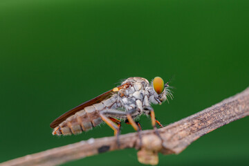 mini robberfly with blur background
robberfly with green background and bokeh