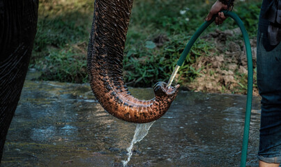 Thirsty elephants drinks tap water from hosepipe from his keeper. Keeper takes care of elephnat with love to help and protect them from being exploited.d