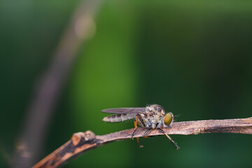 mini robberfly with blur background
robberfly with green background and bokeh