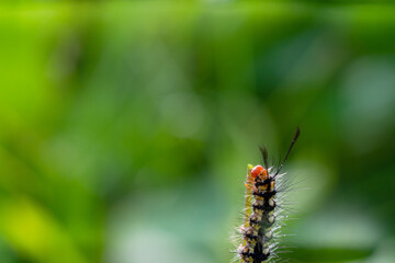 caterpillar on a beautiful green background