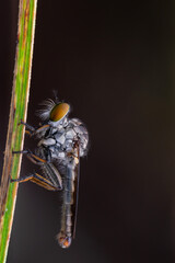 mini robberfly with blur background
robberfly with green background and bokeh