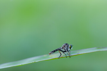 mini robberfly with blur background
robberfly with green background and bokeh