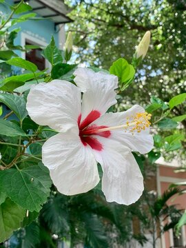 Pink and White Hibiscus Flower